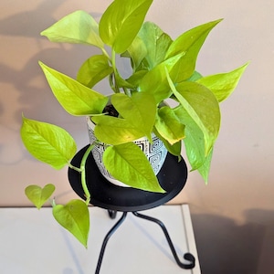 Tabletop Flower Pot Stand - Wrought Iron - Amish made