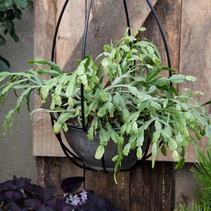 Könnte beinhalten: Eine grüne, blättrige Pflanze, die in einem Metalltopf mit einem schwarzen Metallrahmen hängt. Die Pflanze hängt vor einer Holzwand.