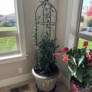 May include: A green plant growing up a black metal trellis in a gray pot. The plant is in a room with two windows and a white wall. There is a second plant with red flowers in a brown pot.