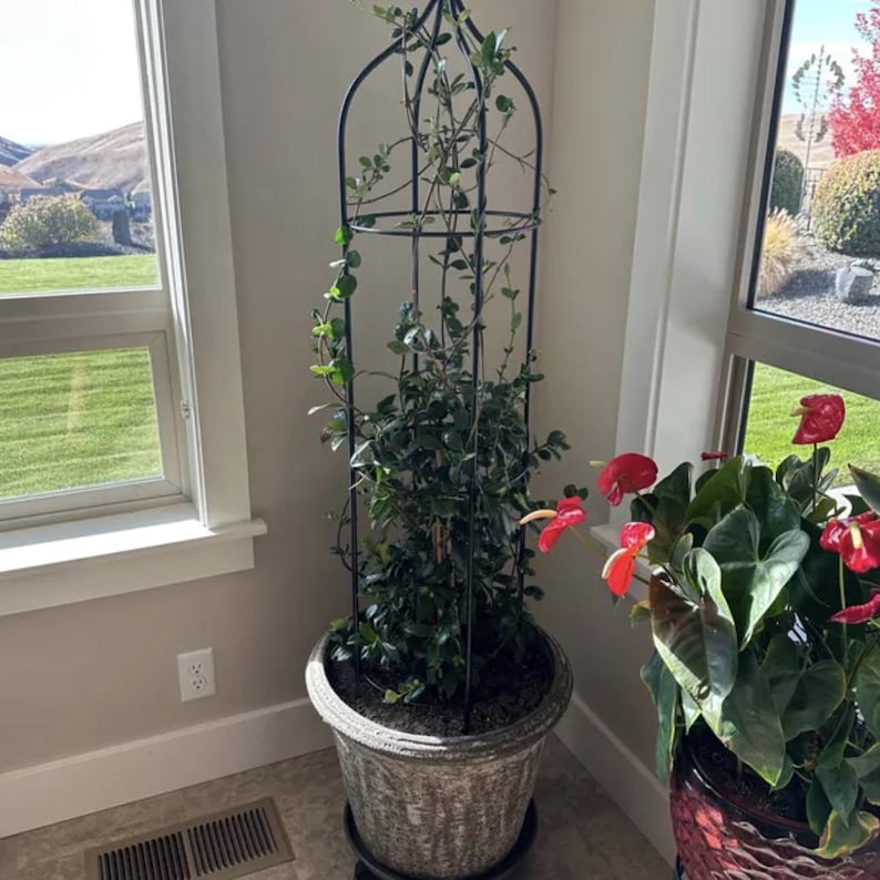 May include: A green plant growing up a black metal trellis in a gray pot. The plant is in a room with two windows and a white wall. There is a second plant with red flowers in a brown pot.