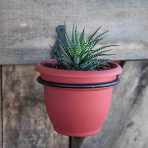 Peut inclure: Un pot de fleurs suspendu en plastique rouge avec un anneau en métal noir, contenant une plante succulente verte à rayures blanches. Le pot est monté sur un mur en bois.