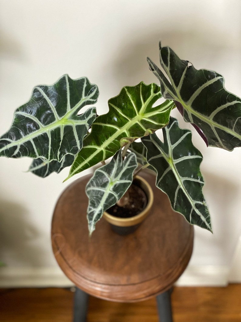 Alocasia Polly Plant Etsy