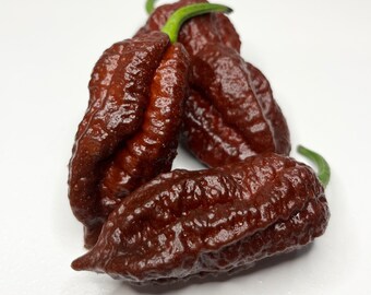 Black Naga Chilli Seeds