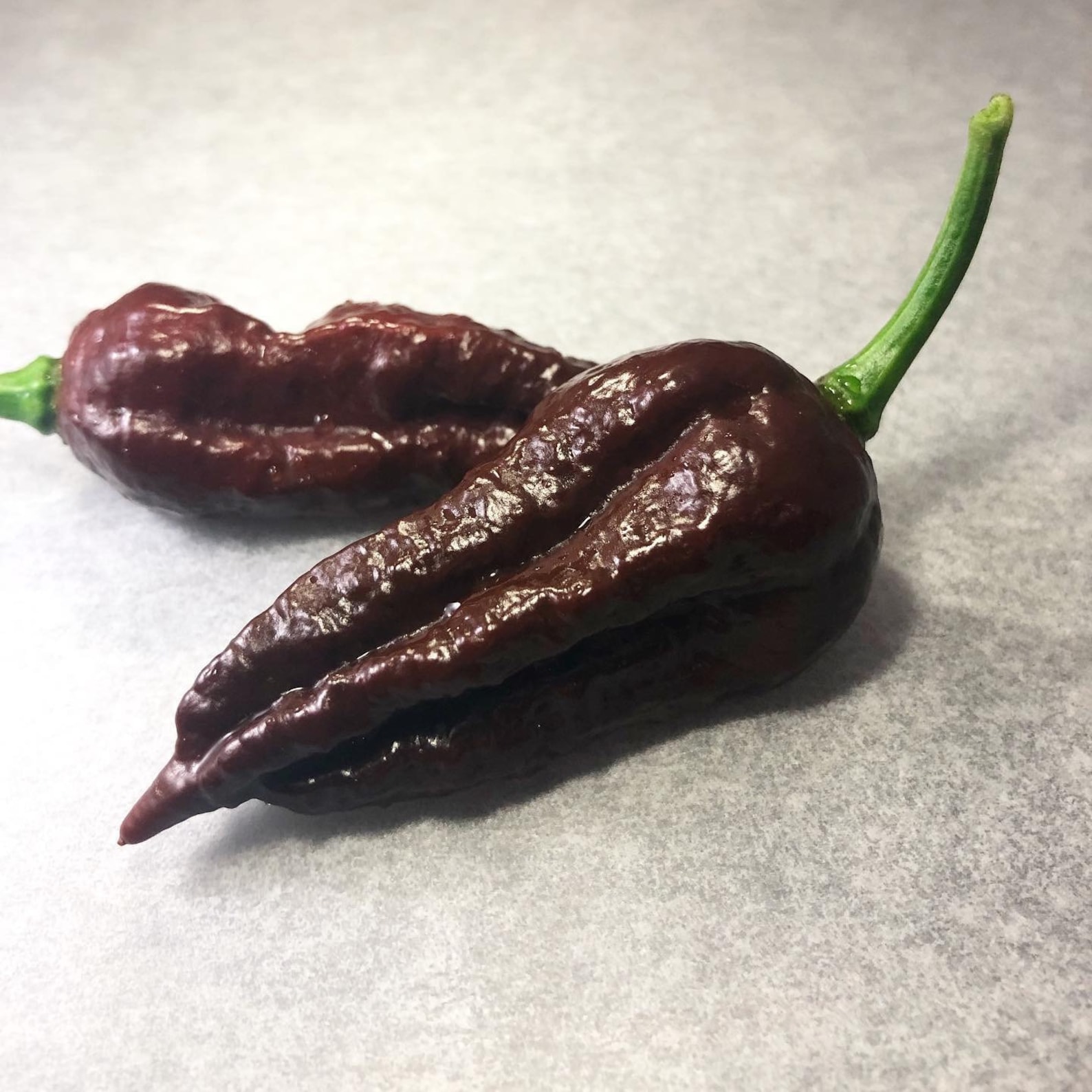 Chocolate Ghost Chilli Seeds Etsy Australia