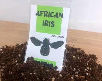 African Iris Flower Seeds