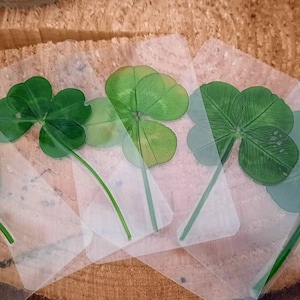 Real 4-leaf clover // Real 4-leaf clover // Lucky charm - France Lyon // VERY RARE 5 or 6-leaf clover