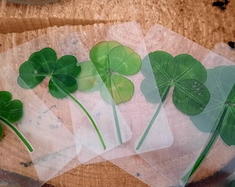 Vero quadrifoglio // Vero quadrifoglio // Portafortuna - Francia Lione // MOLTO RARO quadrifoglio a 5 o 6 foglie