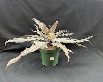 Cryptanthus 'Creme Brule'