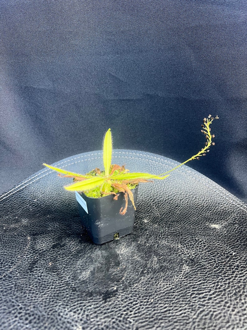 Drosera Adelae starter plant 2 image 1