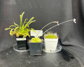 Carnivorous Trio [adult plants]: Pinguicula, utricularia and drosera [free heat pack upon selection]