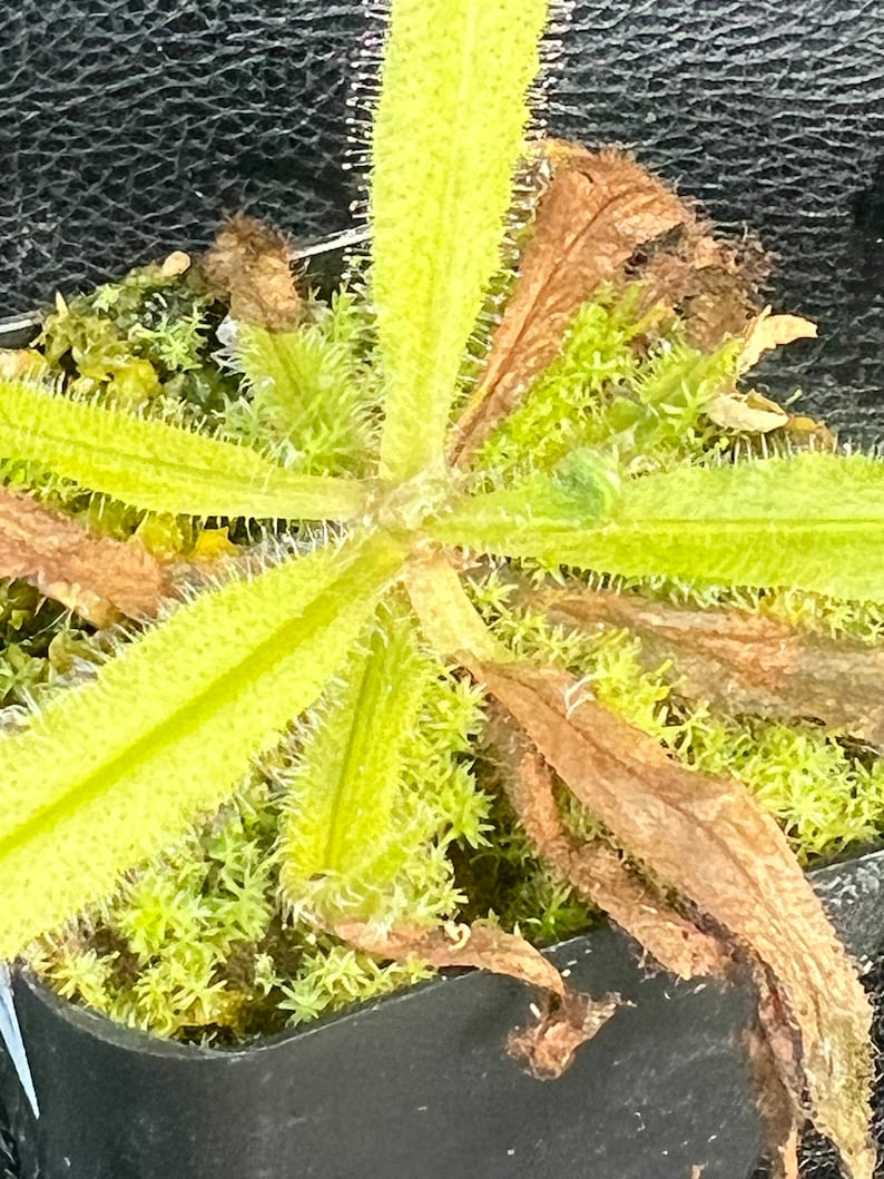 Drosera Adelae starter plant 2 image 2