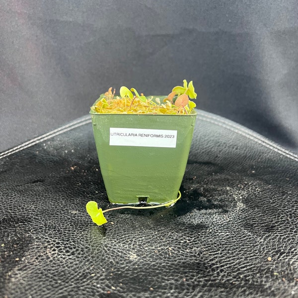 Utricularia reniformis - 3" pot