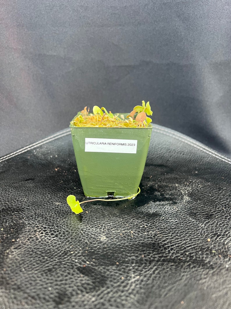 Utricularia reniformis 3 pot image 1