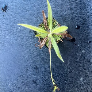 Drosera Adelae starter plant 2 image 4