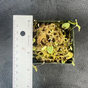 Utricularia reniformis 3 pot image 2