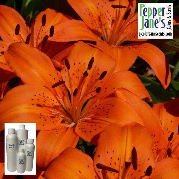 planting california poppy seeds California Poppy Seeds Splendid Mix, Eschscholzia