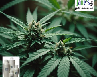 Marijuana Fragrance Oil, Herbal Earthy Greenery Scent