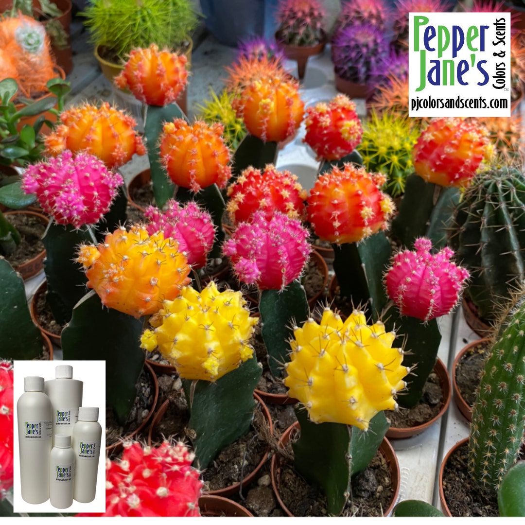Cactus Flower Fragrance Oil for Candles, Soap, Incense, Lotion