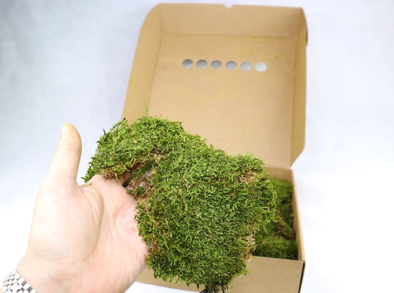 Flat Moss Small Box Preserved Flat Moss | Etsy