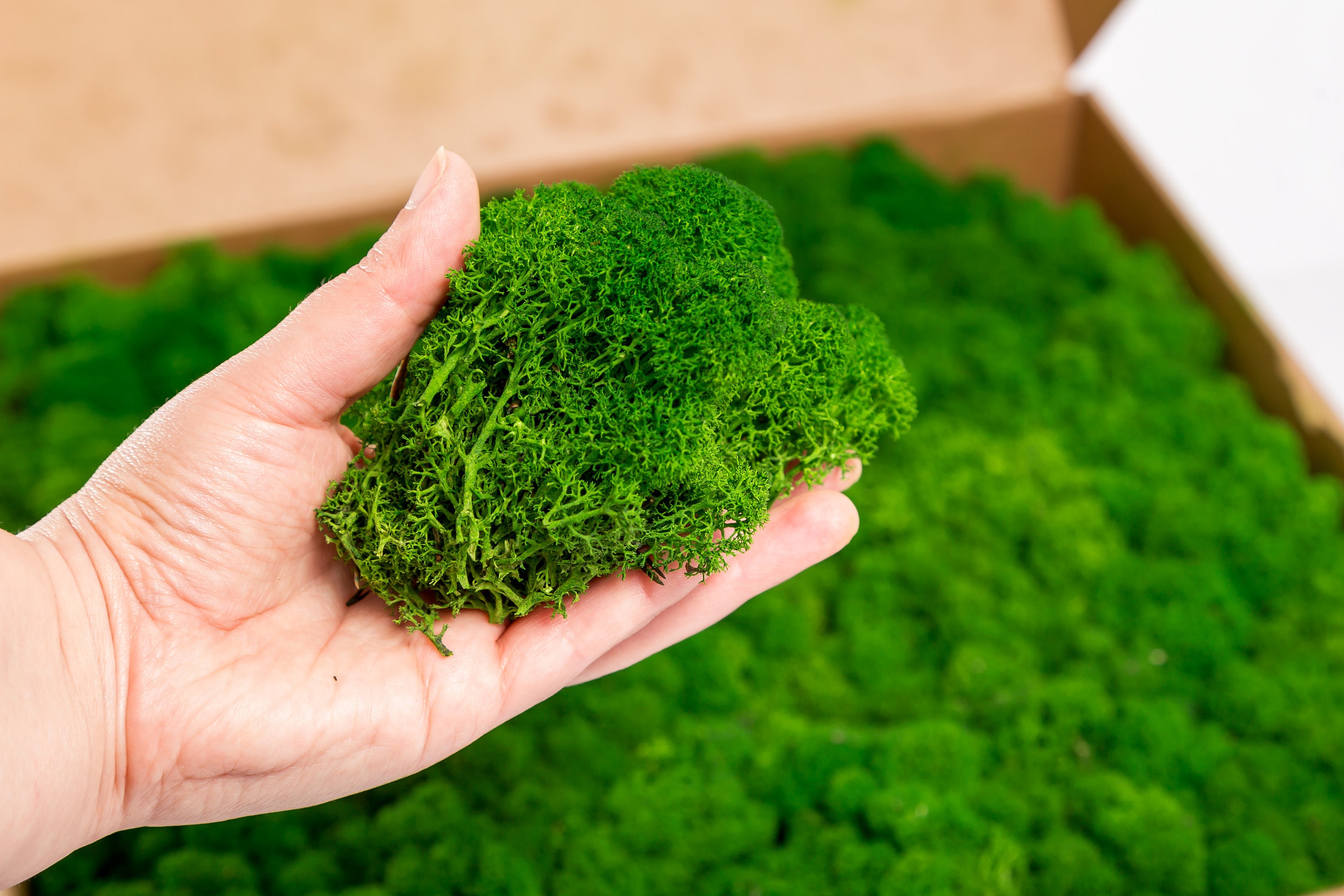 CCINEE Moss Preserved, 4 OZ Fake Green Reindeer Moss For Potted Plants For Craft Arts Floral Wall Decor Wedding Centerpieces Fairy Garden Artificial Terrariums Decoration For Christmas(Green
