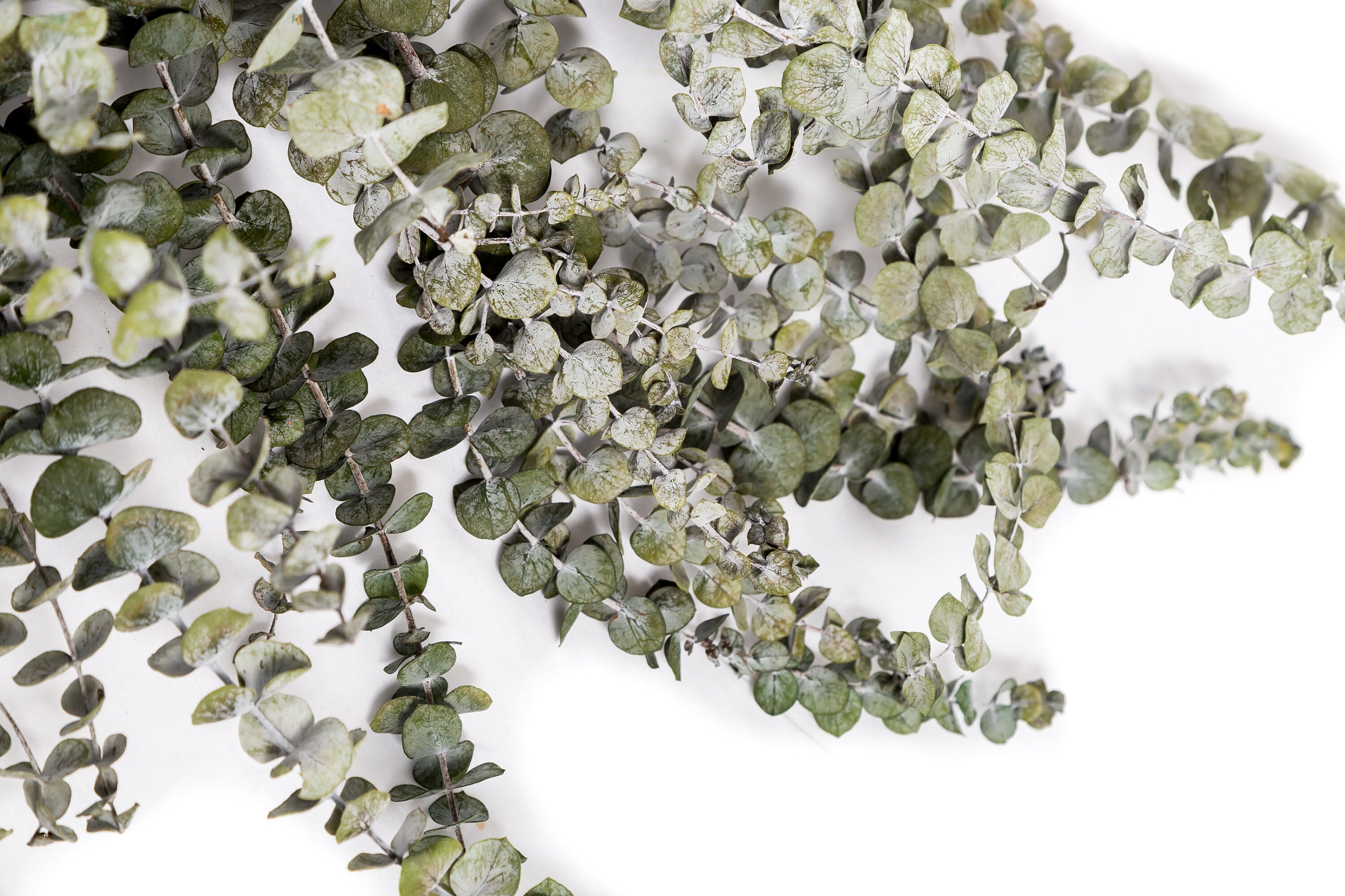 Eucalyptus Baby Blue Preserved Plants Dark Green Etsy