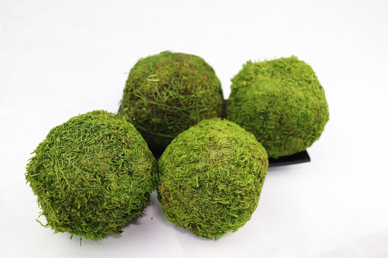 Small Moss Balls PACK OF 4 810cm Etsy