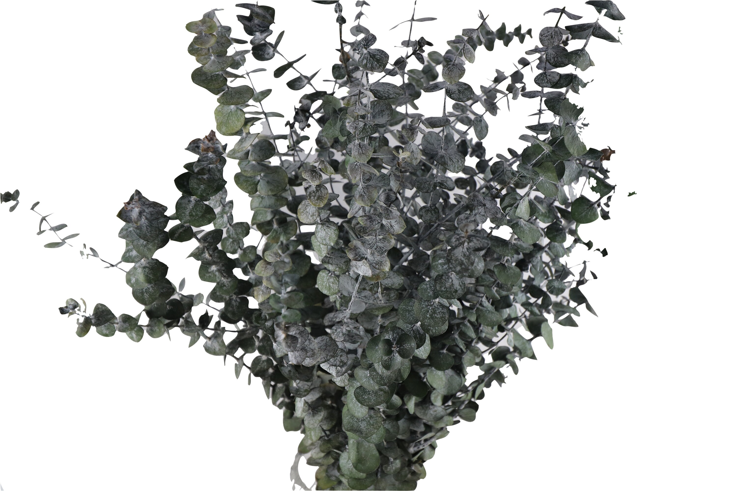 Eucalyptus Baby Blue Preserved Plants Dark Green Etsy