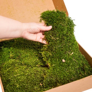 Live Clean and High Quality Planted Sheet Moss & Cushion Moss for
