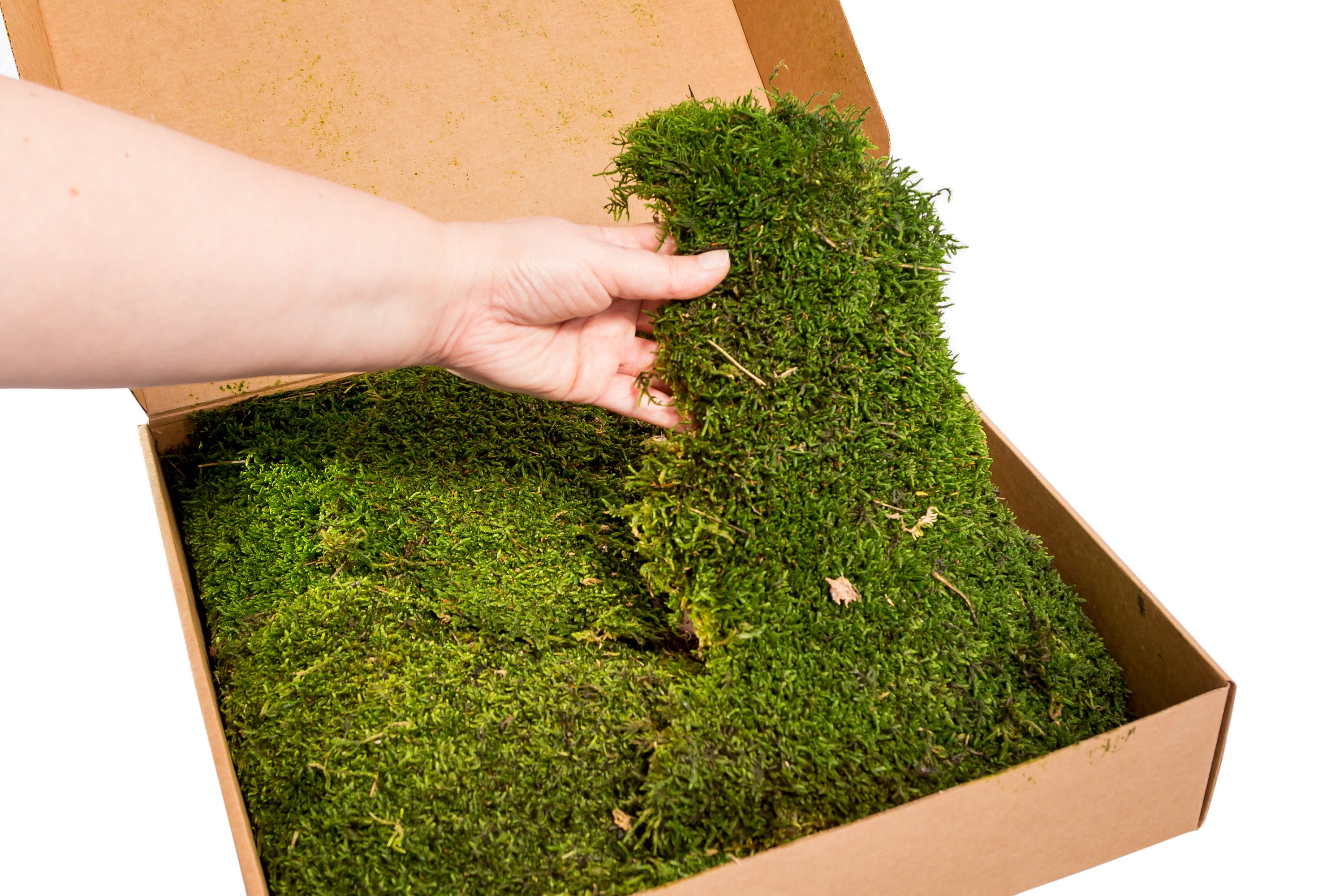 Bulk Wholesale Preserved Natural Sheet Moss Natural Green 