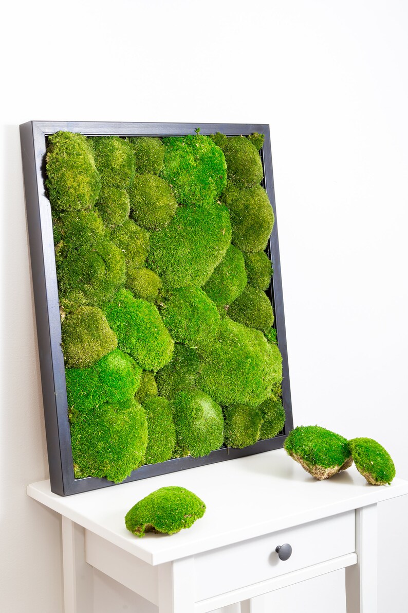 Handmade Bun Moss Picture Frame Moss Art Etsy UK