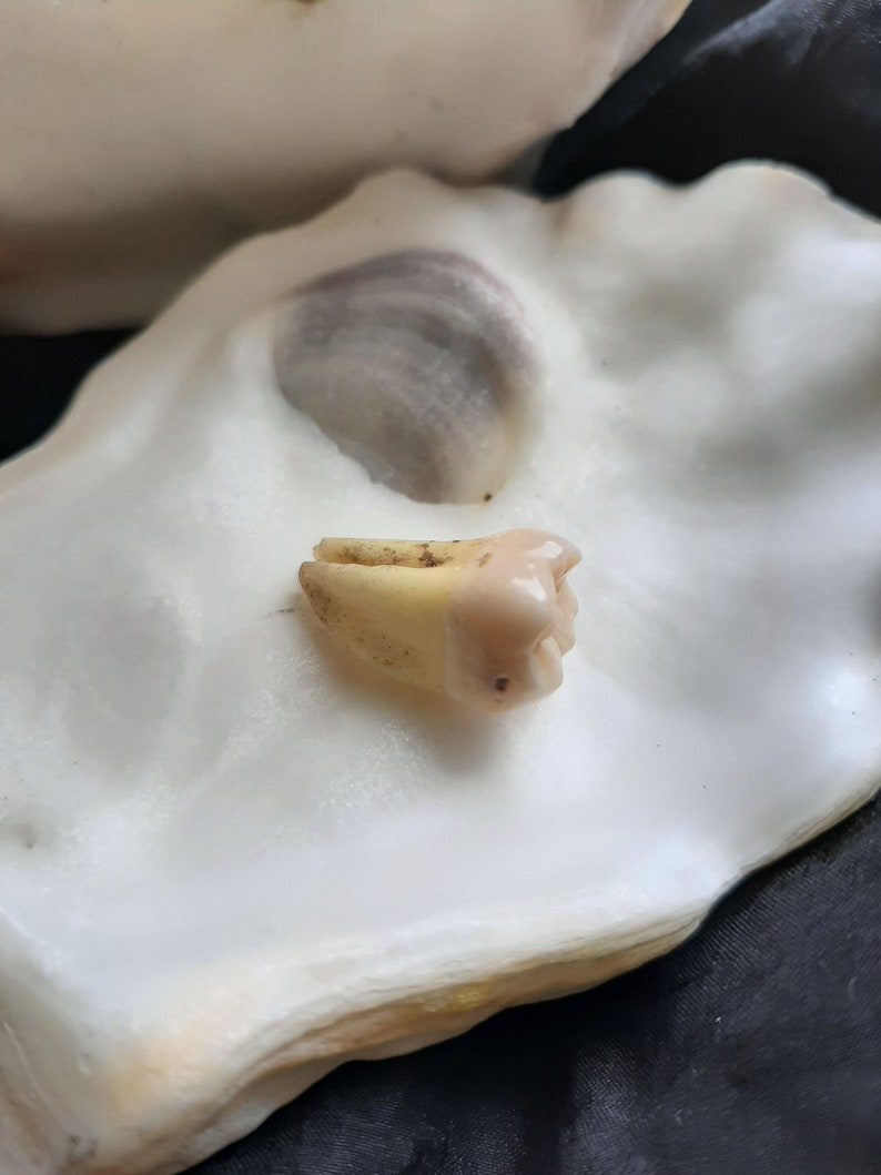 The Tooth image 1