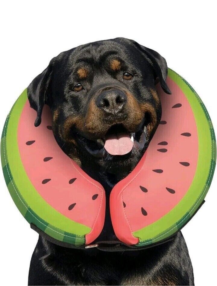Inflatable top dog bowl