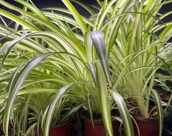 Spider Plant Live Houseplant | Chlorophytum Comosum | Pet Friendly Indoor Plant | Easy Care Houseplant | Established 4 Inch Pot