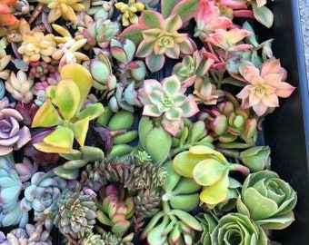 10 (TEN) Pack Variety Succulent Cuttings FRESH