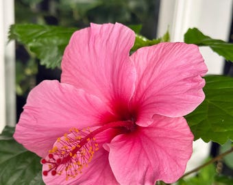 Roze hibiscusplant – Tropische hibiscusbloem – Pot van 10 cm – 20-33 cm hoog – Bloeiende plant voor terras en tuin