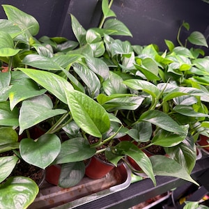 Green Pothos Plant – Long Vine Live Houseplant (12–24” Vines) | Easy Indoor Plant | Trailing Devils Ivy | Beginner Houseplant | 4” Pot