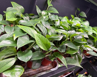 Green Pothos Clearance Sale | Long Trailing Pothos 12–24” Vines | Live Houseplant 4” Pot | Devil’s Ivy | Easy Indoor Plant