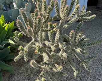Cholla Cactus Cuttings – 2 or 3 Pack with Free Shipping