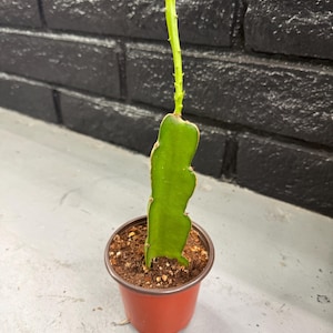 May include: A small potted dragon fruit plant with a vibrant green stem and leaf, set in a reddish-brown plastic pot filled with soil. The background features a dark, textured brick wall.