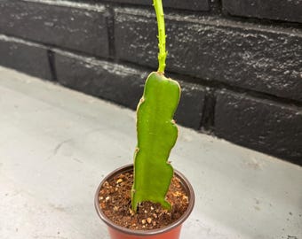 Young Rooted Dragon Fruit Cactus (Hylocereus undatus) – 4” Pot – White Flower, Pink Fruit Variety – Free USPS Shipping