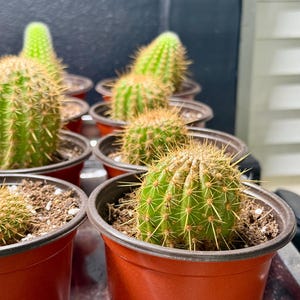 May include: Several small, green cacti with sharp spines are potted in red plastic containers. The cacti are arranged in rows, with some in focus and others blurred in the background. The soil is visible in the pots.