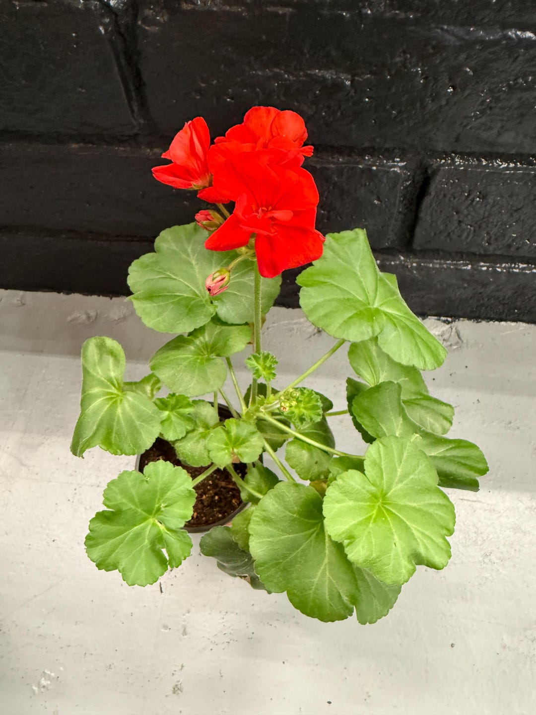 Red Geranium Plant – 4” Pot | Ready-to-bloom Live Plant | Hardy Annual ...