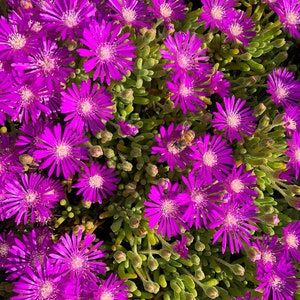Seven (7) or Ten (10) Drosanthemum Hispidum &#39;Purple Rosea Iceplant&#39; CUTTINGS