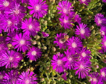 Purple Iceplant Cuttings – Drosanthemum Hispidum Succulent Starter Pack – Drought Tolerant Groundcover - Free Shipping