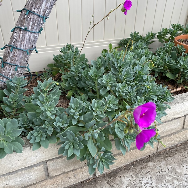 Paquete de siete (7) o diez (10) cortes suculentos de Calandrinia grandiflora