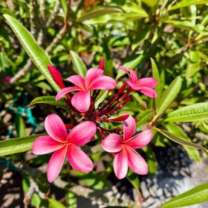 May include: Close-up of vibrant pink plumeria flowers with five petals each, set against a backdrop of lush green leaves. The flowers have a deep red center and are in full bloom, showcasing their delicate beauty.