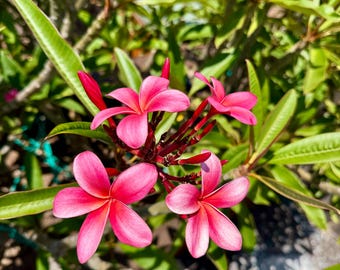 Pink Plumeria Cuttings (7–11”) – Fresh Frangipani – 1, 2, 3 or 4 Pack – From 20+ Year Mother Tree – Cut Fresh to Order