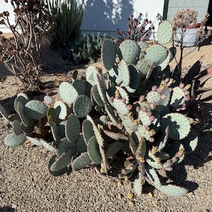 2 Purple Santa Rita Prickly Pear Pads – Deal Pack