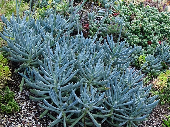 Shop 'Blue Chalk Sticks - Senecio mandraliscae' Care and Info