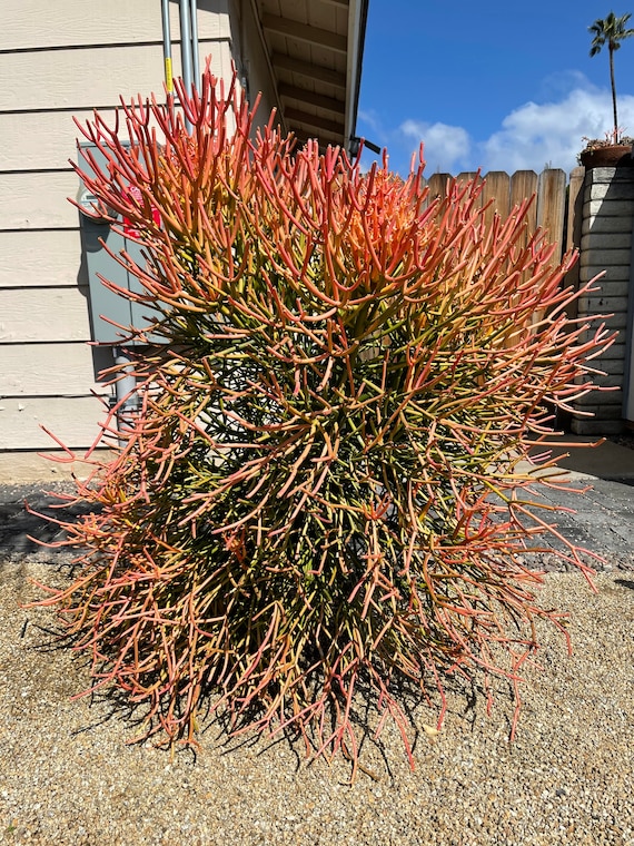 pickle plant succulent Show 'Pickle Plant – Delosperma echinatum' Care and Growing Guide main image 1